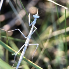 Archimantis sp. (genus) at Dryandra St Woodland - 25 Feb 2024