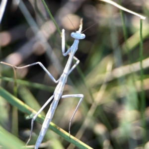 Archimantis sp. (genus) at Dryandra St Woodland - 25 Feb 2024