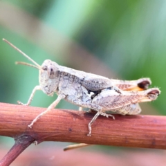 Phaulacridium vittatum (Wingless Grasshopper) at O'Connor, ACT - 25 Feb 2024 by Hejor1