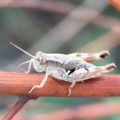 Phaulacridium vittatum at Dryandra St Woodland - 25 Feb 2024 05:33 PM