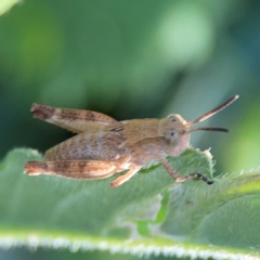 Phaulacridium vittatum at Dryandra St Woodland - 25 Feb 2024 05:33 PM