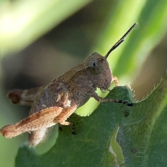 Phaulacridium vittatum at Dryandra St Woodland - 25 Feb 2024