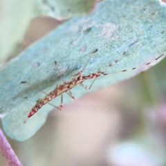 Rayieria sp. (genus) (Mirid plant bug) at O'Connor, ACT - 25 Feb 2024 by Hejor1