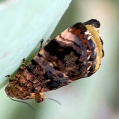 Peritropha oligodrachma (A twig moth) at O'Connor, ACT - 25 Feb 2024 by Hejor1