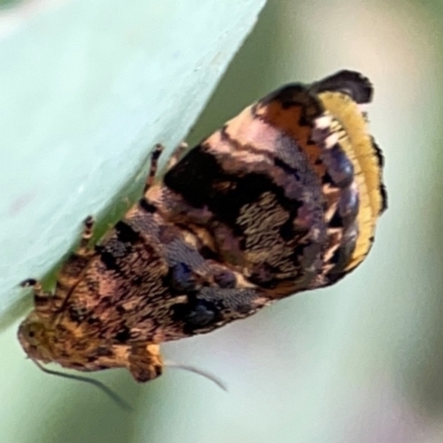 Peritropha oligodrachma (A twig moth) at O'Connor, ACT - 25 Feb 2024 by Hejor1