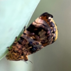 Peritropha oligodrachma at Dryandra St Woodland - 25 Feb 2024