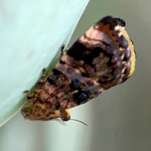 Peritropha oligodrachma at Dryandra St Woodland - 25 Feb 2024