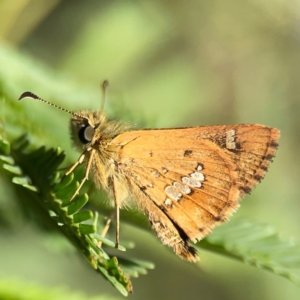 Dispar compacta at Dryandra St Woodland - 25 Feb 2024 05:42 PM