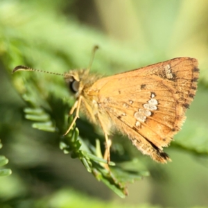 Dispar compacta at Dryandra St Woodland - 25 Feb 2024