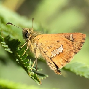 Dispar compacta at Dryandra St Woodland - 25 Feb 2024