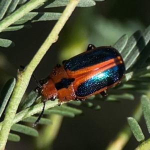 Calomela curtisi at Dryandra St Woodland - 25 Feb 2024 05:44 PM