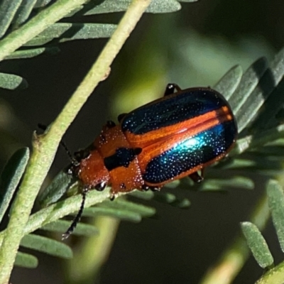 Calomela curtisi (Acacia leaf beetle) at Dryandra St Woodland - 25 Feb 2024 by Hejor1