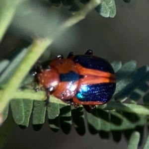 Calomela curtisi at Dryandra St Woodland - 25 Feb 2024 05:44 PM