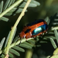 Calomela curtisi at Dryandra St Woodland - 25 Feb 2024 05:44 PM