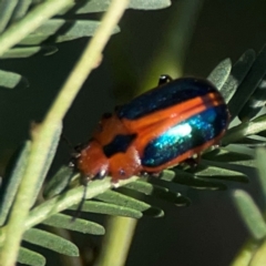 Calomela curtisi at Dryandra St Woodland - 25 Feb 2024 05:44 PM