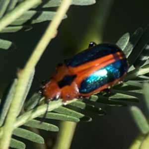 Calomela curtisi at Dryandra St Woodland - 25 Feb 2024 05:44 PM