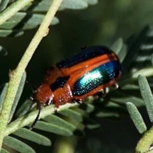 Calomela curtisi at Dryandra St Woodland - 25 Feb 2024 05:44 PM