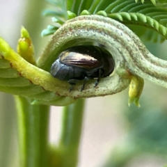 Ditropidus sp. (genus) (Leaf beetle) at Dryandra St Woodland - 25 Feb 2024 by Hejor1