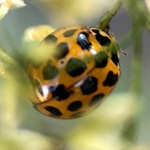 Harmonia conformis at Dryandra St Woodland - 25 Feb 2024