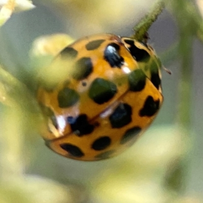 Harmonia conformis (Common Spotted Ladybird) at O'Connor, ACT - 25 Feb 2024 by Hejor1