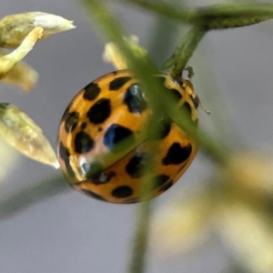 Harmonia conformis at Dryandra St Woodland - 25 Feb 2024