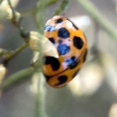 Harmonia conformis at Dryandra St Woodland - 25 Feb 2024