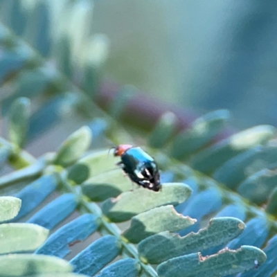 Chrysomelidae sp. (family) (Unidentified Leaf Beetle) at Dryandra St Woodland - 25 Feb 2024 by Hejor1