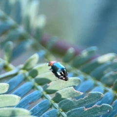 Lamprolina (genus) (Pittosporum leaf beetle) at O'Connor, ACT - 25 Feb 2024 by Hejor1