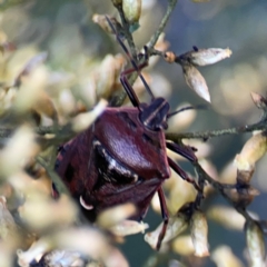 Cermatulus nasalis (Predatory shield bug, Glossy shield bug) at O'Connor, ACT - 25 Feb 2024 by Hejor1