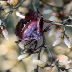 Cermatulus nasalis at Dryandra St Woodland - 25 Feb 2024 05:56 PM