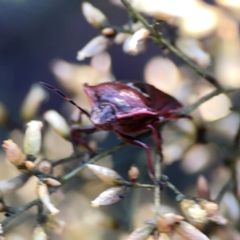 Cermatulus nasalis at Dryandra St Woodland - 25 Feb 2024