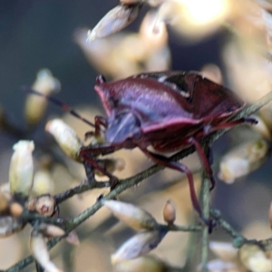 Cermatulus nasalis at Dryandra St Woodland - 25 Feb 2024