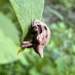 Oemethylus triangularis (Wild Passionfruit Weevil) at Murramarang National Park - 20 Feb 2024 by Pirom