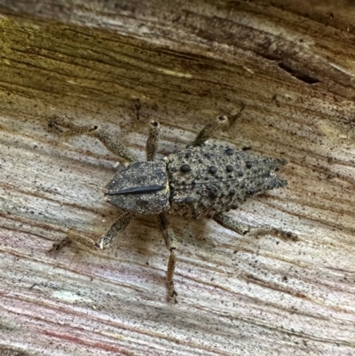 Poropterus ellipticus (A backward-nosed weevil) at Murramarang National Park - 22 Feb 2024 by Pirom