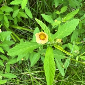 Sida rhombifolia at Murramarang National Park - 20 Feb 2024