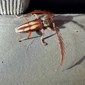 Piesarthrius marginellus at Murramarang National Park - 22 Feb 2024