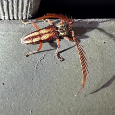 Piesarthrius marginellus at Pebbly Beach, NSW - 22 Feb 2024 by Pirom