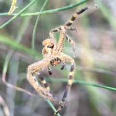 Neosparassus sp. (genus) (Unidentified Badge huntsman) at Dryandra St Woodland - 25 Feb 2024 by Hejor1