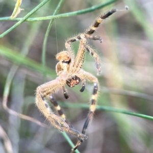 Neosparassus sp. (genus) at Dryandra St Woodland - 25 Feb 2024