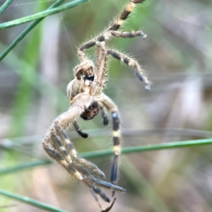 Neosparassus calligaster at Dryandra St Woodland - 25 Feb 2024 05:57 PM