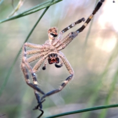 Neosparassus calligaster at Dryandra St Woodland - 25 Feb 2024