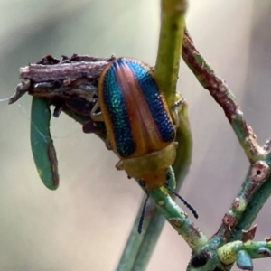 Calomela parilis at Dryandra St Woodland - 25 Feb 2024