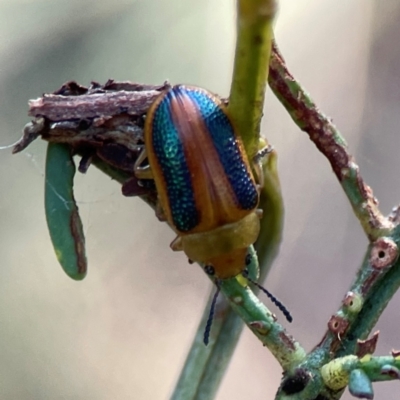 Calomela parilis (Leaf beetle) at O'Connor, ACT - 25 Feb 2024 by Hejor1