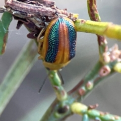 Calomela parilis at Dryandra St Woodland - 25 Feb 2024 05:59 PM