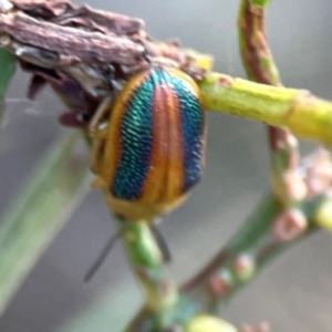 Calomela parilis at Dryandra St Woodland - 25 Feb 2024