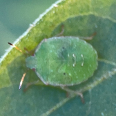 Cuspicona simplex (Green potato bug) at O'Connor, ACT - 25 Feb 2024 by Hejor1