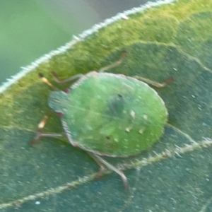 Cuspicona simplex at Dryandra St Woodland - 25 Feb 2024 06:00 PM