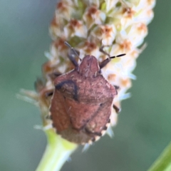 Dictyotus caenosus (Brown Shield Bug) at O'Connor, ACT - 25 Feb 2024 by Hejor1