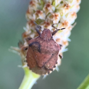 Dictyotus caenosus at Dryandra St Woodland - 25 Feb 2024