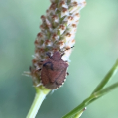 Dictyotus caenosus at Dryandra St Woodland - 25 Feb 2024